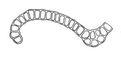 Orthotrichum cyathiforme, cross-section of upper laminal cells including costa.
 Image: R.C. Wagstaff © All rights reserved. Redrawn with permission from Lewinsky (1984). 